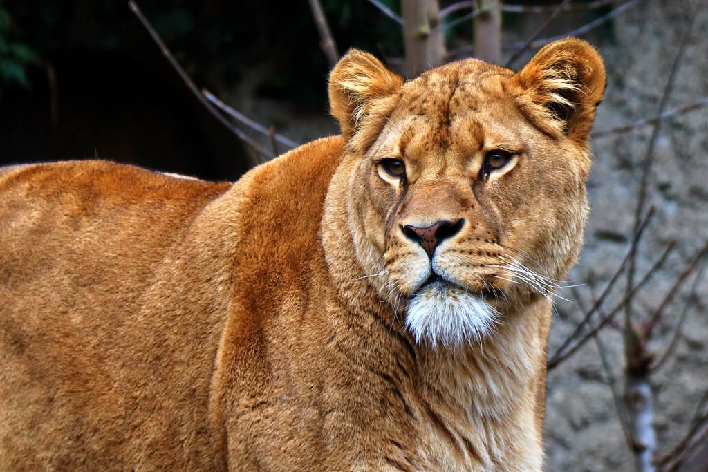 Golden girl...