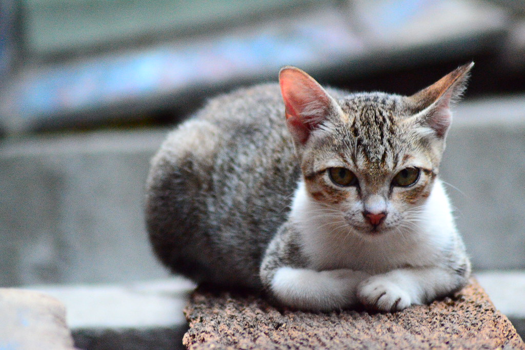 Unduh Gratis Gambar Agus Susanto Ii On Twitter Kucing Itu Lebih Aman Tidur Aja Di Terkeren by Lampunghits.com
