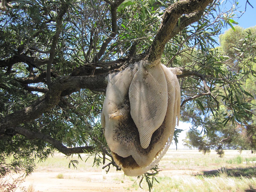 African Rosewood Wikipedia