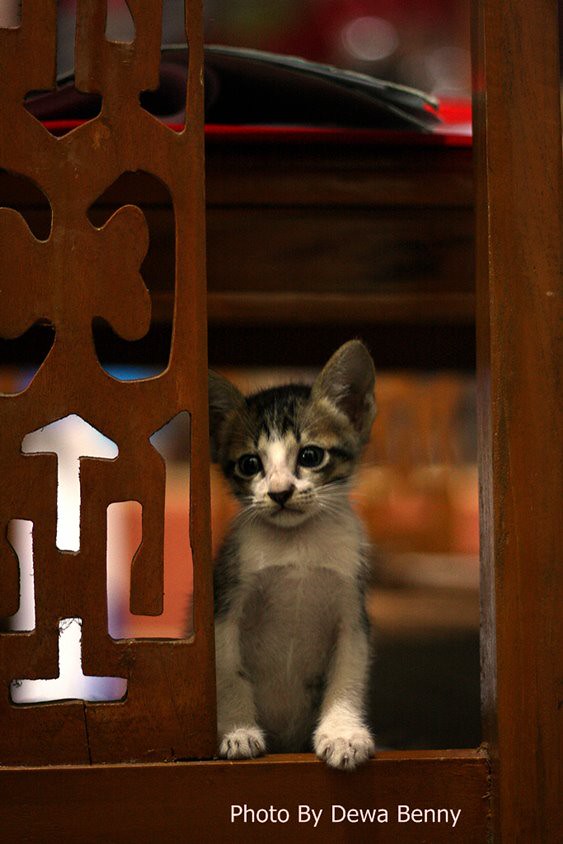 Dapatkan Gambar Gua Jambu Gambar Kucing Kucing Sedih T T Terupdate by Lampunghits.com