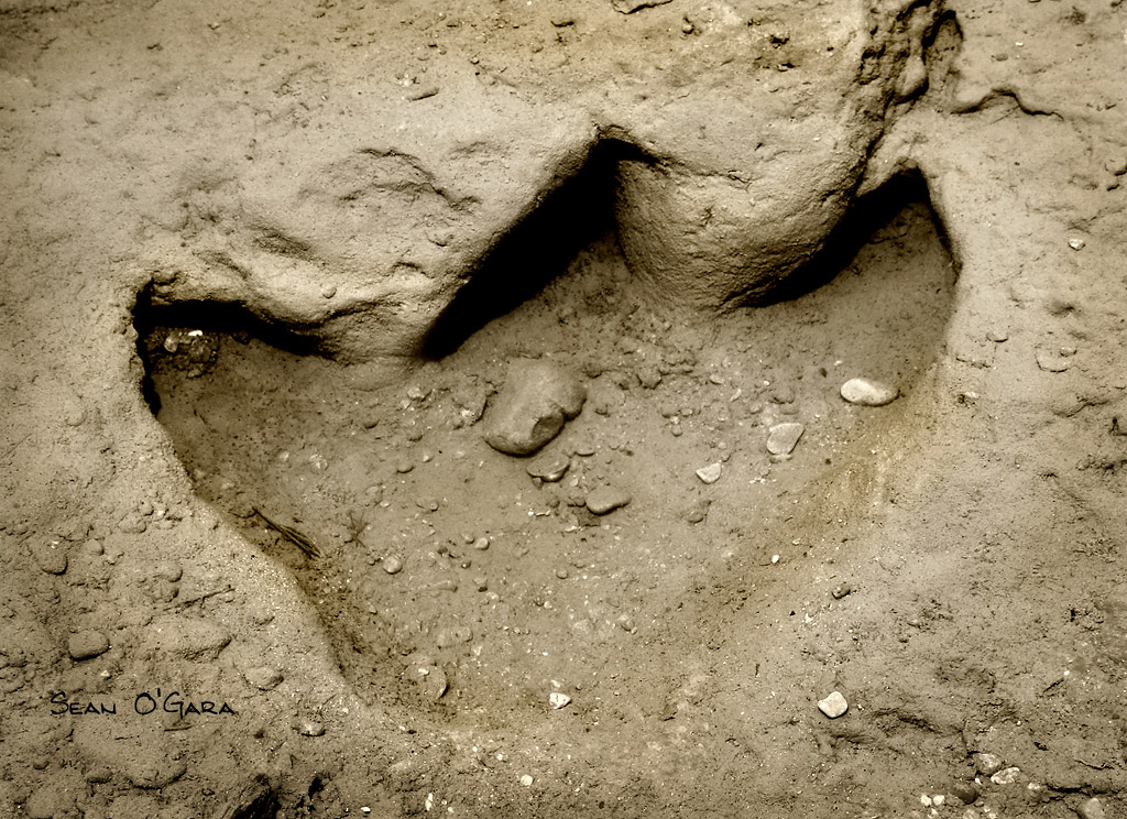 Be the first to discover secret destinations, travel hacks, and more. Dinosaur Footprint #2 - Texas | Dinosaur Valley State Park