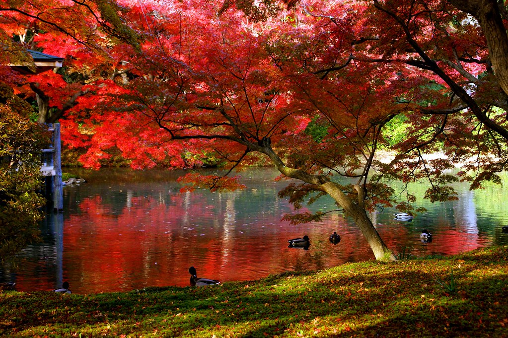 京都植物園京都府立植物園 Wrmzko