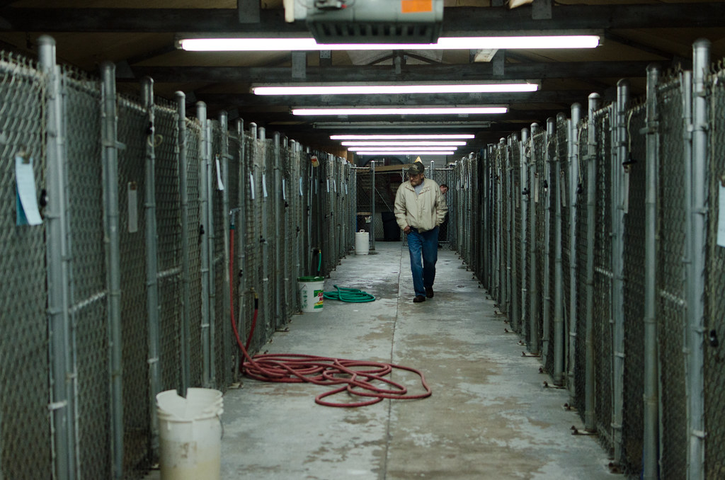 Gordon county animal shelter