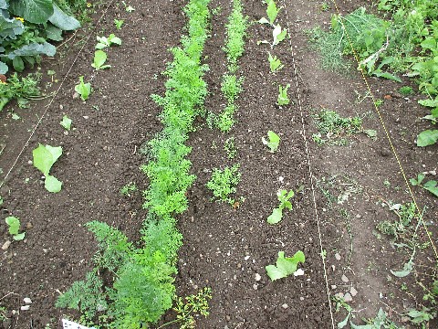 Strandgrun Prachtvolle Kustenpflanzen Fur Ihren Strandgarten Bambusborse