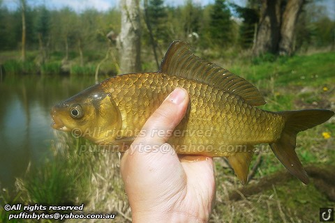 F1 Carp Cyprinus Carpio X Carassius A Photo On Flickriver