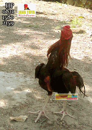 Dapatkan Gambar The World S Best Photos Of Ayam And Sv388 Flickr Hive Mind Terkeren oleh Lampung Hits