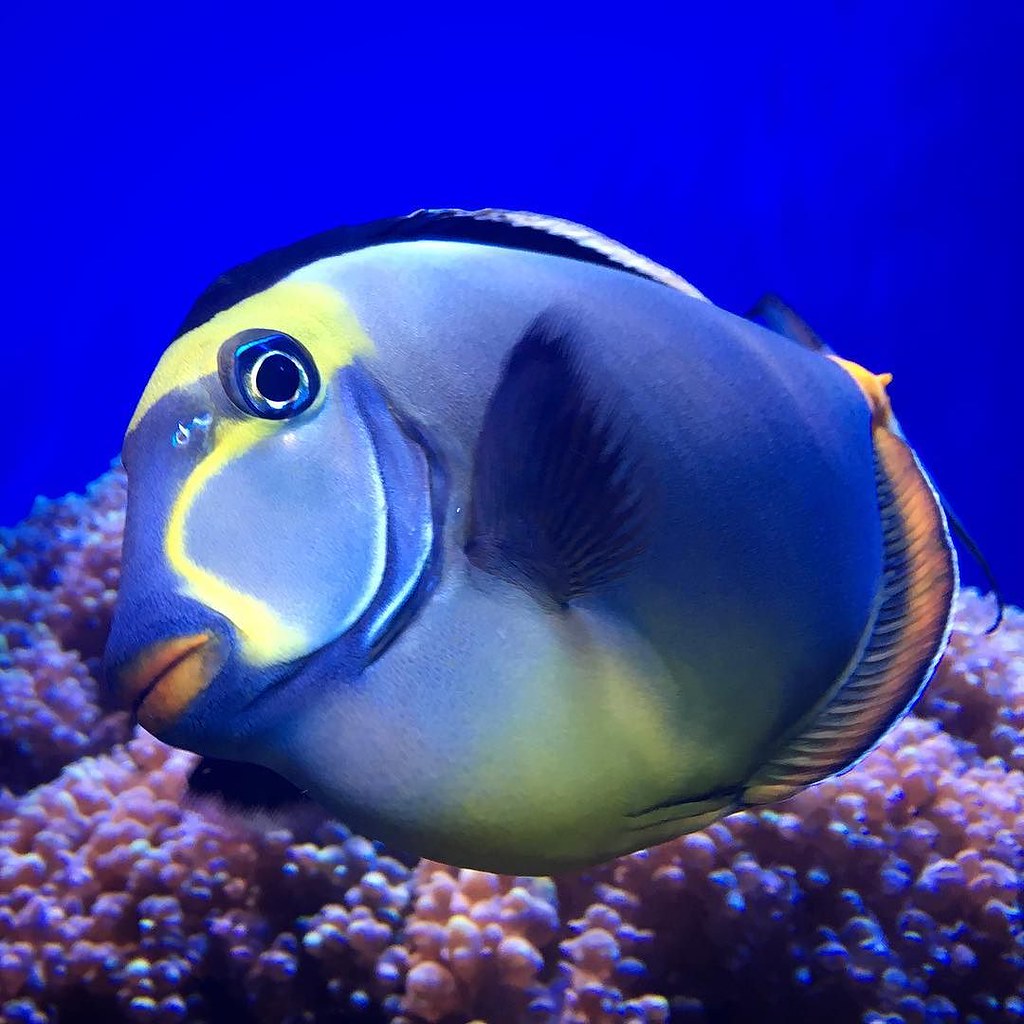 851 reviews of birch aquarium although it's pretty small, cheap to get in especially for students.i think it's six bucks or under. Naso Tang | Naso Tang, also known as Lipstick Tang. | Birch Aquarium | Flickr