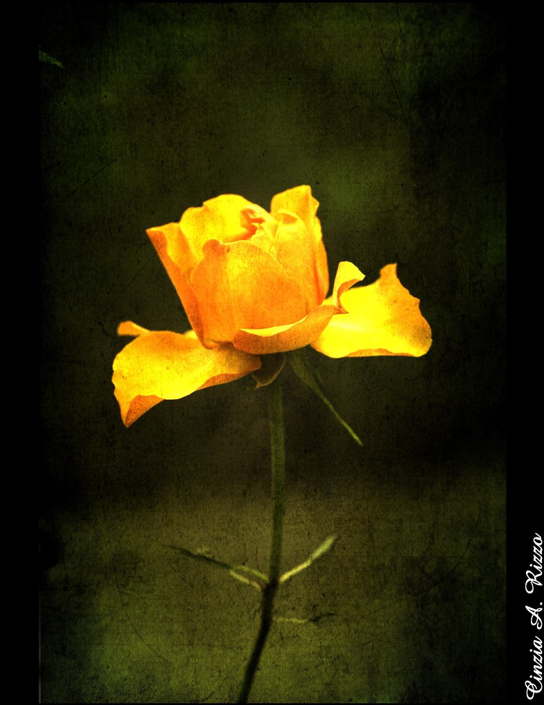 Scarica Gratis immagini Auguri Annamaria Thanks A Lot To Dyrk Wist For His Great aggiornato saluti