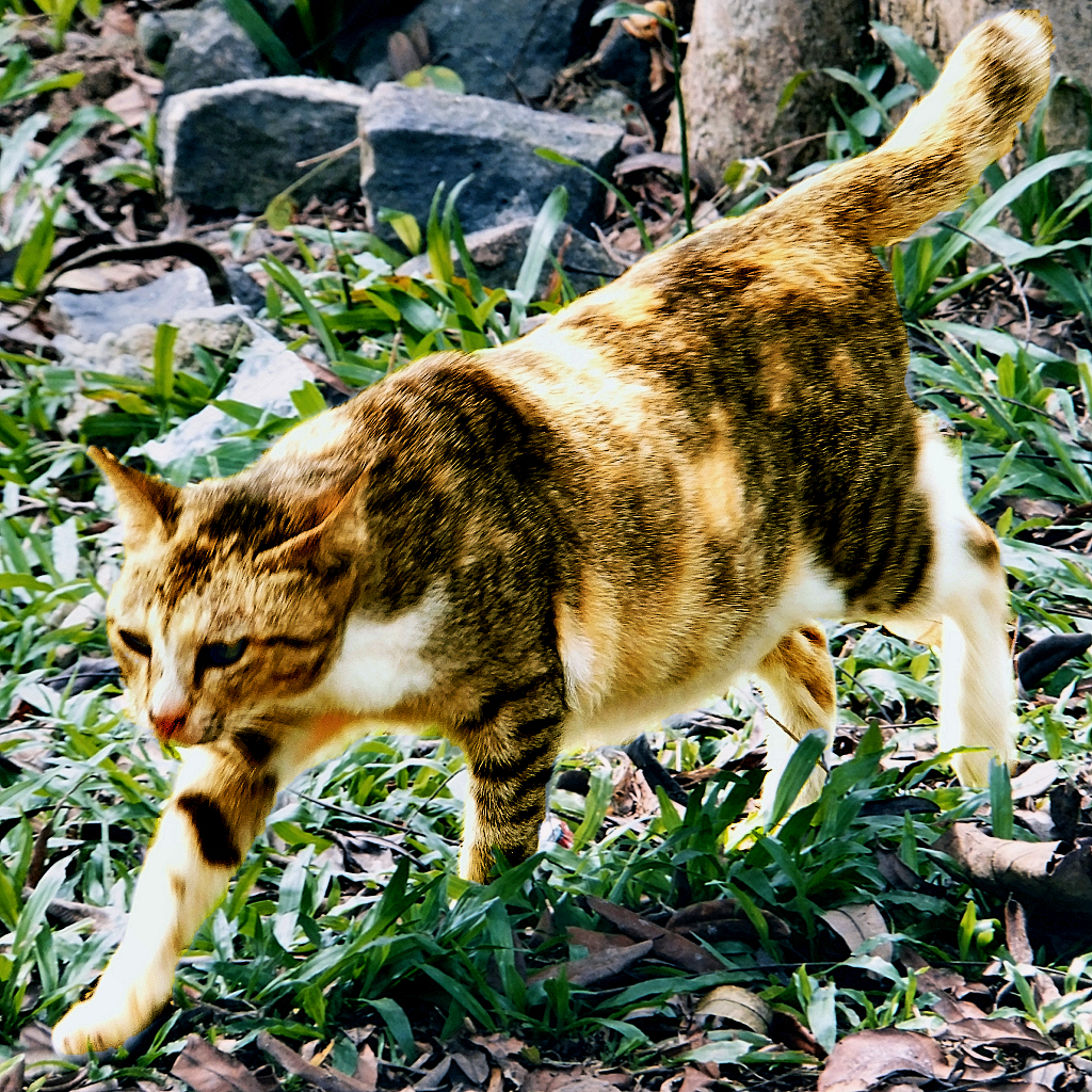 Download Gratis Gambar Mystraycat Instagram Posts Gramho Gambar Gratis Terupdate by Lampung Hits