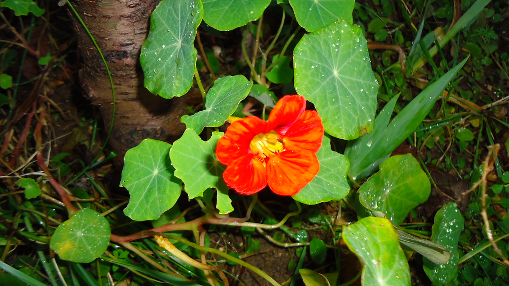 Une chanson de gilles diss pour aborder le jardinage avec les enfants. Jardin Partage Leroy Seme Avant Le Gel Paris Jardin Parta Flickr