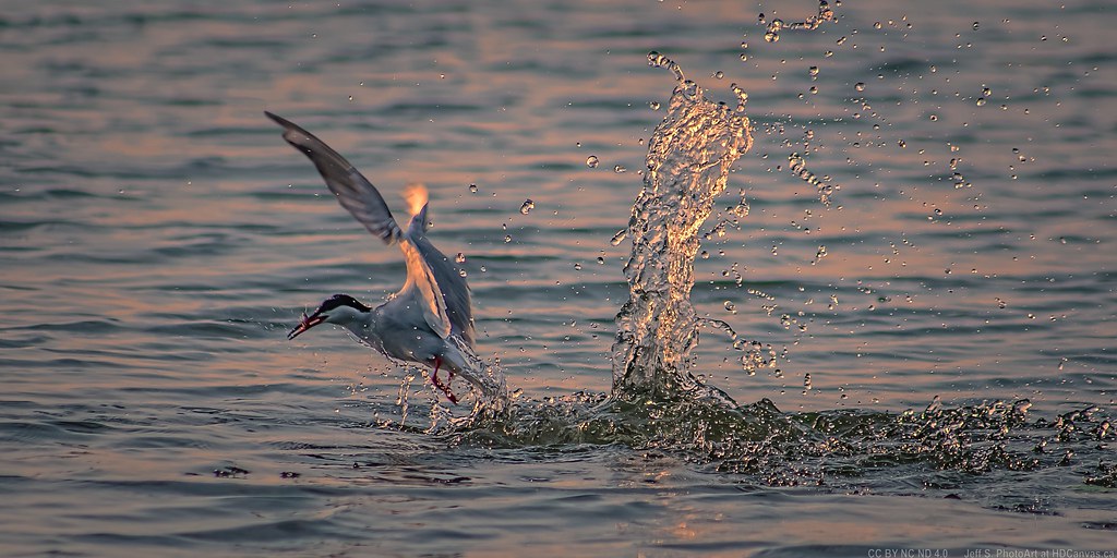 Sterna hirundo - Vertical Dive Splash