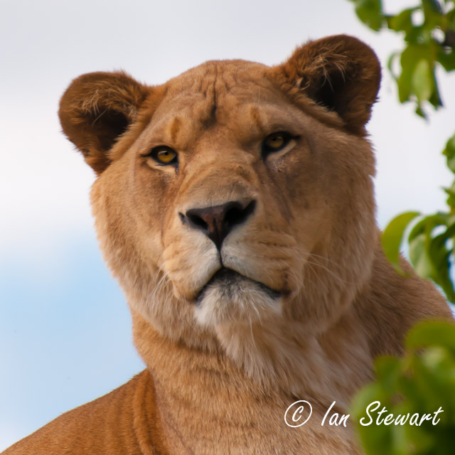 Lioness