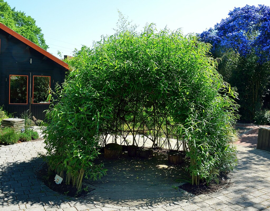 0244 willow dome