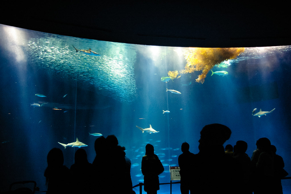 名古屋港水族館(nagoya harbor aquarium)