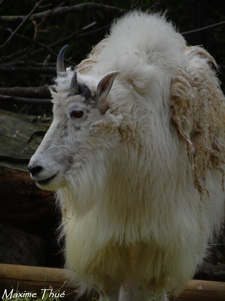 Pourquoi vivre en milieu si abrupte ? ChÃ¨vre des Montagnes Rocheuses (Oreamnos americanus) | Flickr