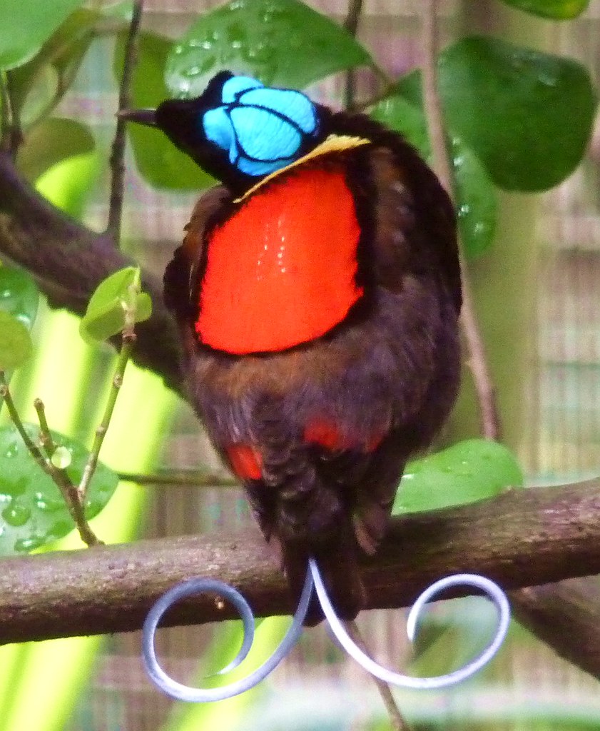 Nacktkopf-Paradiesvogel, Männchen, Gefangenschaftsaufnahme… | Flickr 1024_X_841_jpg