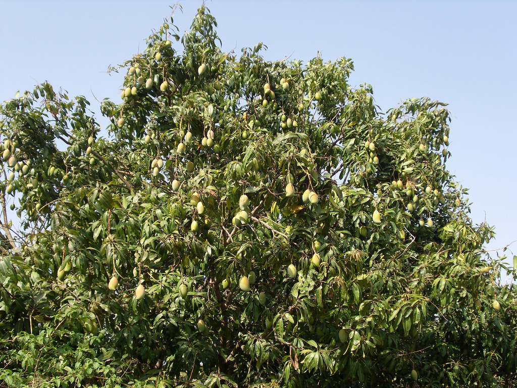 Mango-tree