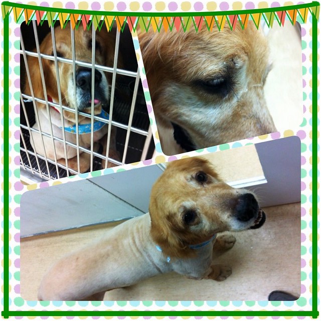 助養英文網民質疑助養童唔識字母卻能寫英文信 Fpgab