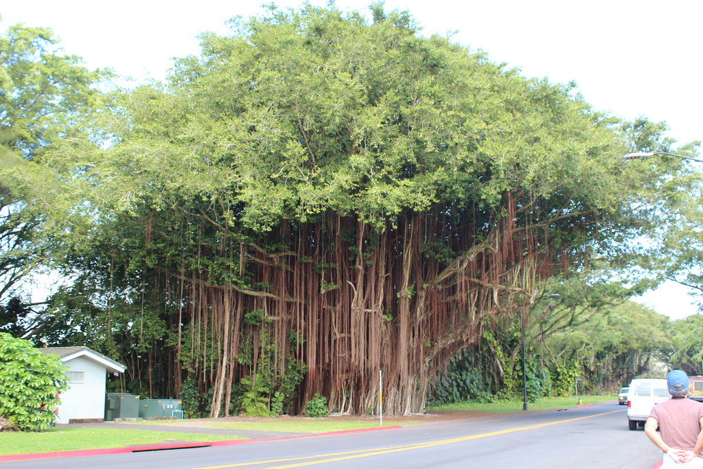 The History Of The Banyan Tree In Hawaii Good List Of Oahu Banyans This Is Outside The Honolulu Zoo Banyan Tree Honolulu Zoo Hawaii Vacation