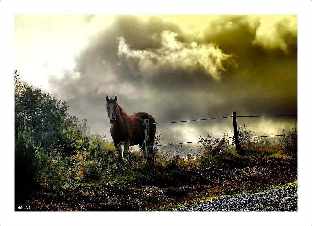 20+ Surgissant de nulle part un cheval apparu....pour la pose … | Flickr