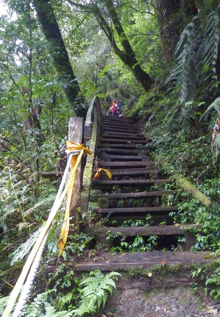 鎮西堡景點新竹秘境 司馬庫斯 鎮西堡 上帝的部落神木健行 Mrsysy