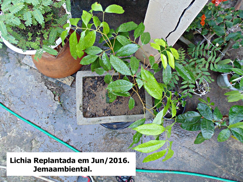 Pre Bonsai De Lichia Troca De Vaso 8 Jorge Edson Machado Alves Flickr
