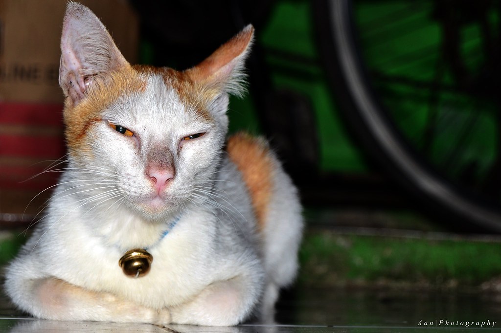 Free Gambar Kucing Preman Walah Terbaru by Lampunghits.com