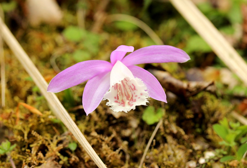 蘭科植物蘭花 Abdr