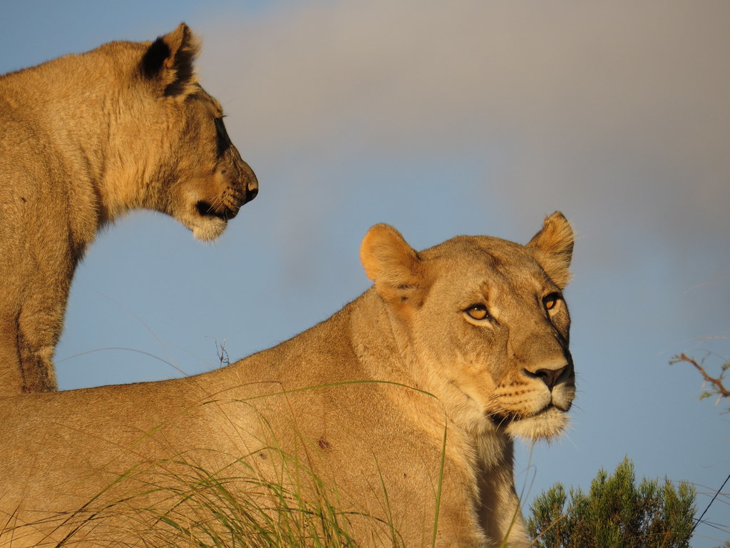 Lions at sunset, south africa.