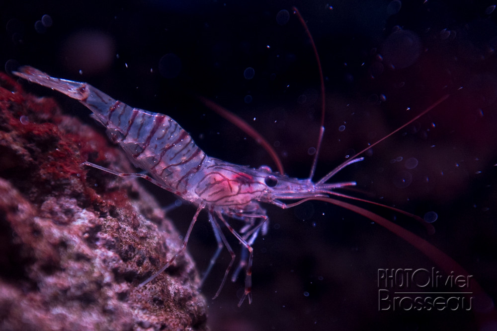 The major landforms of italy are mountains, volcanoes, beaches and islands. Crevette rose | Crevette rose, aussi appelÃ©e bouquet (Palaemâ¦ | Flickr