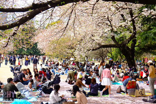 新宿御苑櫻花2020 活動 2020 3 25 4 24 Vfjopt