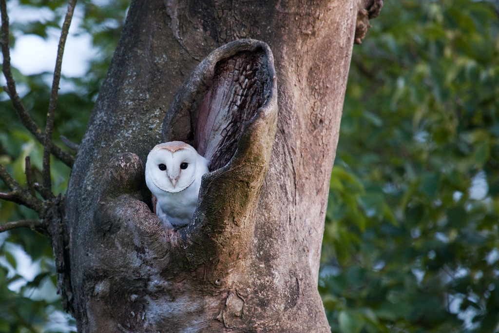 Perhaps it's because they're the cutest birds of prey; Barn Owl at nest 2 | Was back at the barn owl nest last