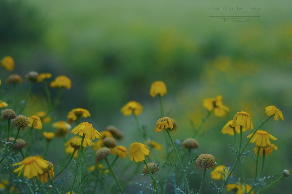 137 366 Flores Tristes Flores Tristes Para Una Florec Flickr