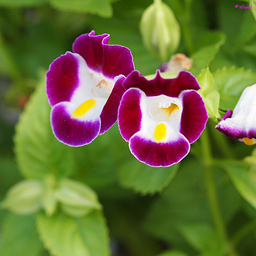 夏菫 夏菫 ナツスミレ とは Lousi Imagine