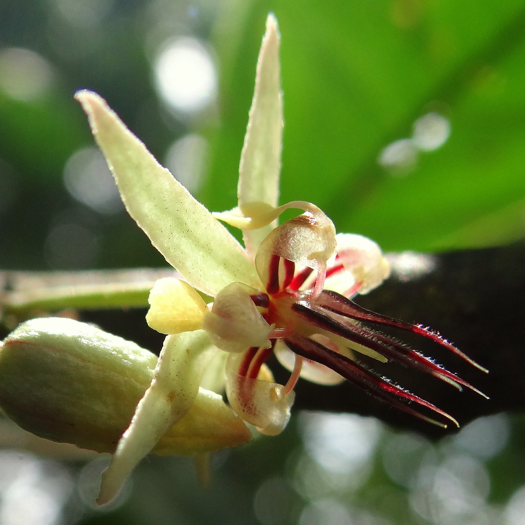 Flor De Cacao Cocoa Flower Theobroma Cacao Lugar Finc Flickr
