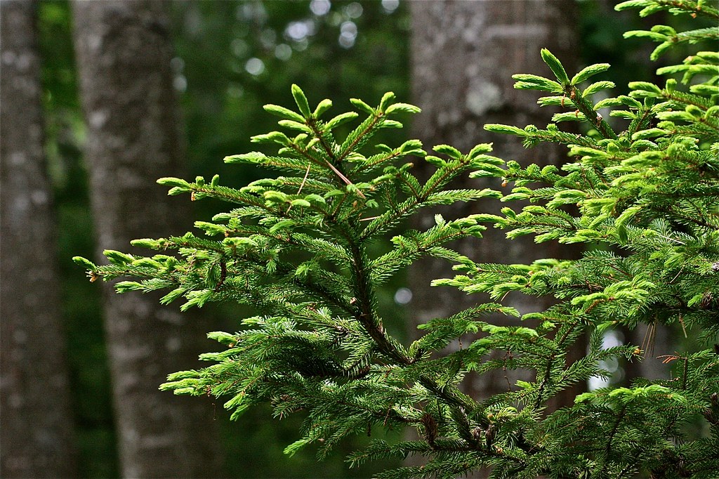 Railroads Of The Pine Tree State Volume One Four Ways West Publications