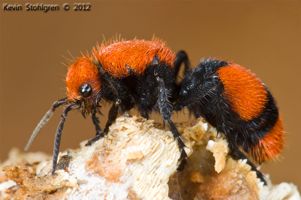 Dasymutilla Occidentalis Red Velvet Ant Telfair Co Ga Flickr Dasymutilla Occidentalis Red Velvet Ant Telfair Co Ga Flickr
