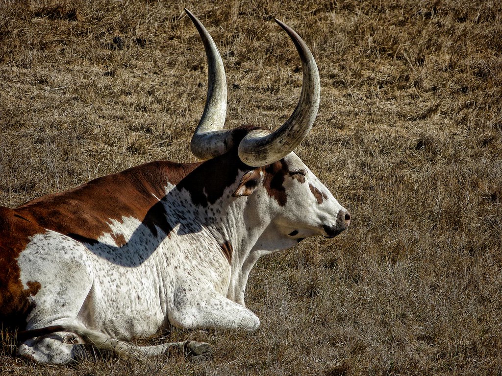 African Watusi Bull At Wildlife Safari Near Winston Orego