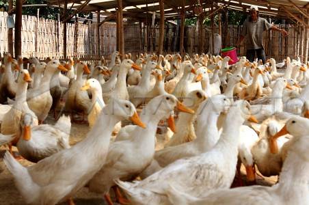Dapatkan Gambar The Duck King Group Terbaru by Lampunghits.com