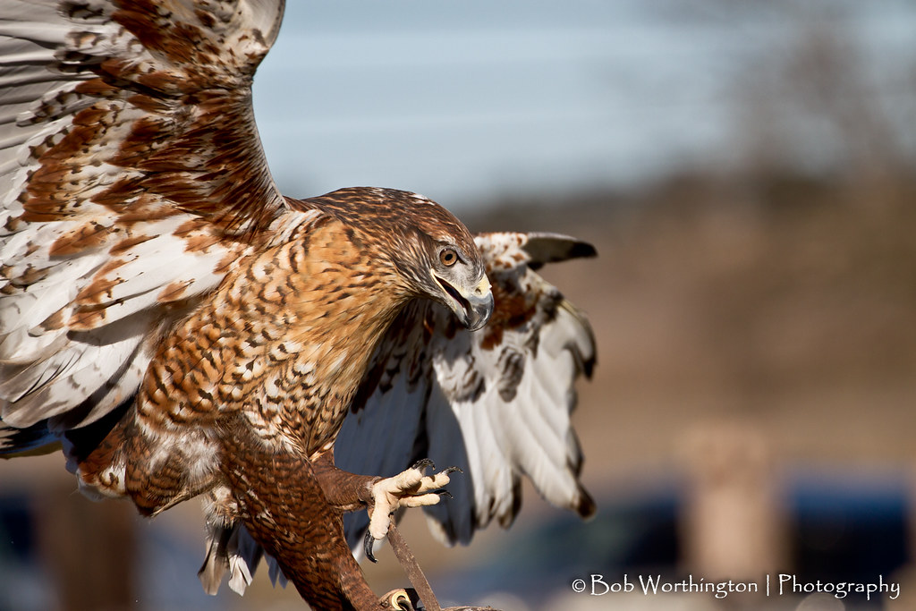 Its range is from alaska and northern canada south to central . Ferrugenous Hawk | The largest hawk in North America. Image â¦ | Flickr