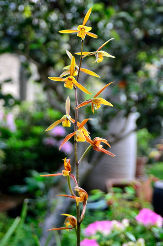 蘭花英文名稱aglaia Vsqhy