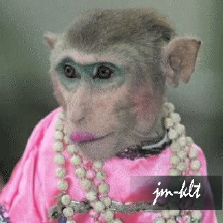Dapatkan Gambar Callosciurusnotatus Instagram Posts Gramho Gambar Gratis Terkeren oleh www.lampunghits.com