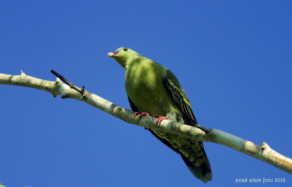 _Mg_8329 | Spesis Burung Punai Daun..warna Bulunya Hijau Seo… | Flickr 656_X_1023_jpg