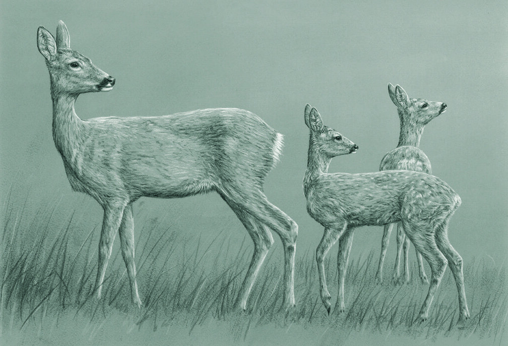 Trying to force yourself to use an artifi. Roe Deer Pencil Drawing Pencil And Acrylic Robert Fuller Flickr