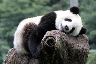 Free Gambar Cute Panda Theme Panda Icon Changer For Android Apk Download Terupdate by Lampung Hits