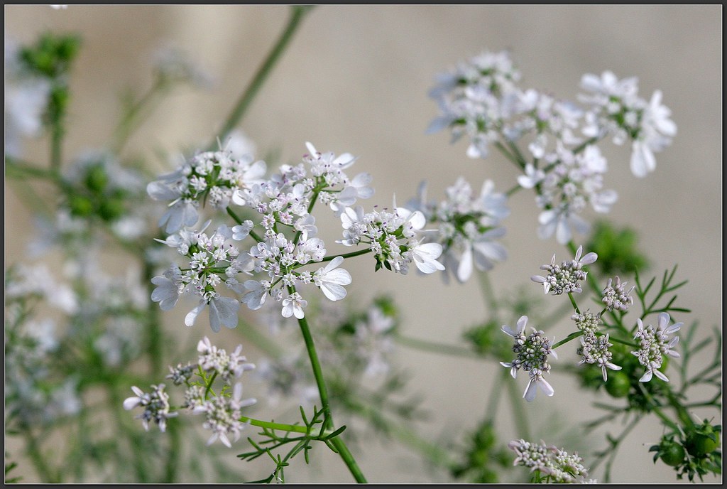芫荽英文香菜 Deewi