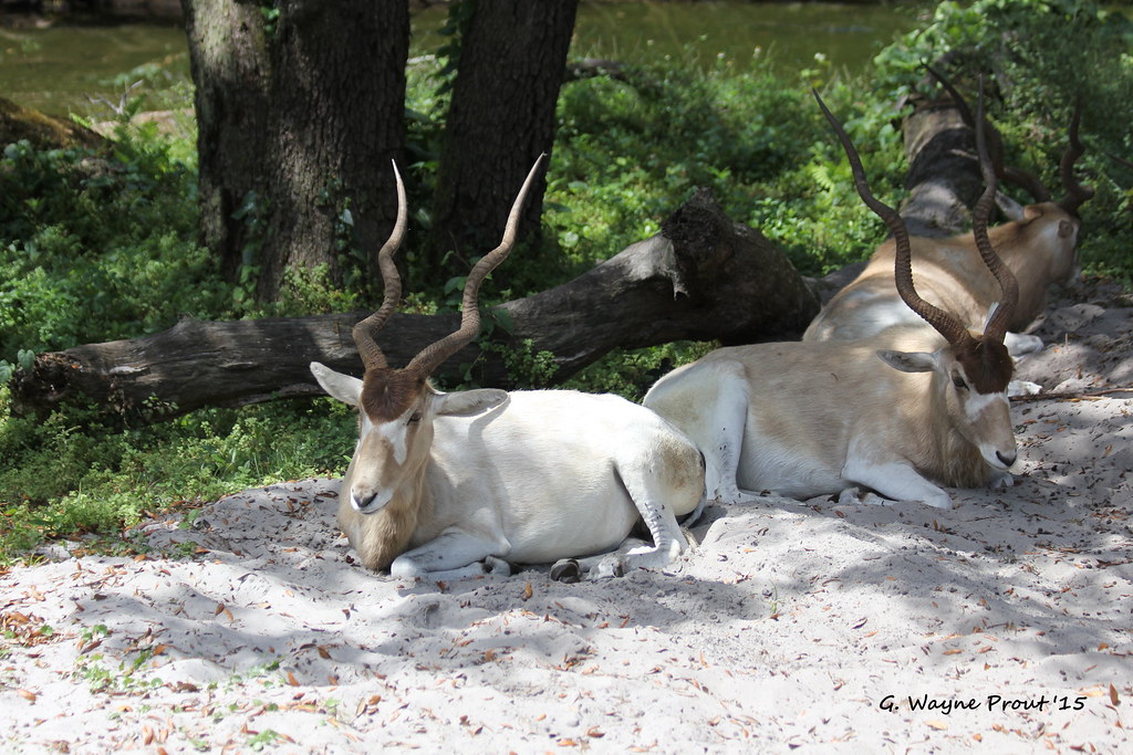Addax Addax Nasomaculatus Africa Kilimanjaro Safari