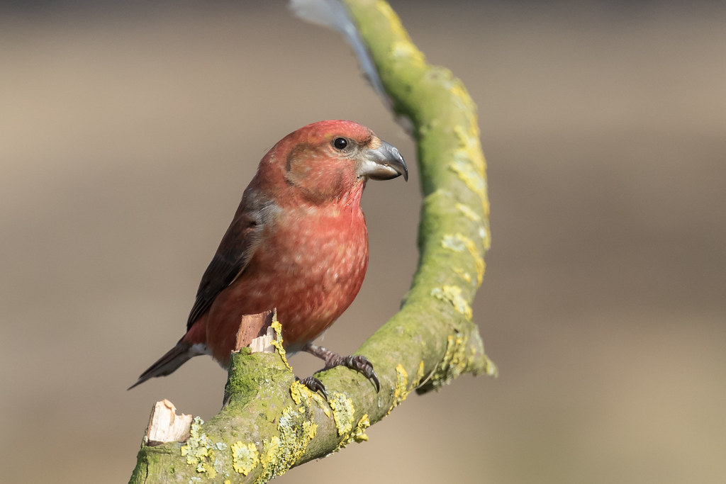 Male Parrot Crossbill Loxia Pytyopsittacus Grote Kruisbe Flickr