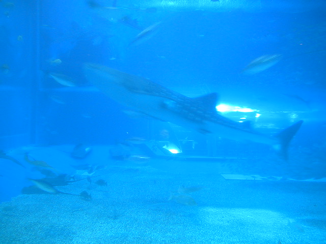 ちゅら海水族館