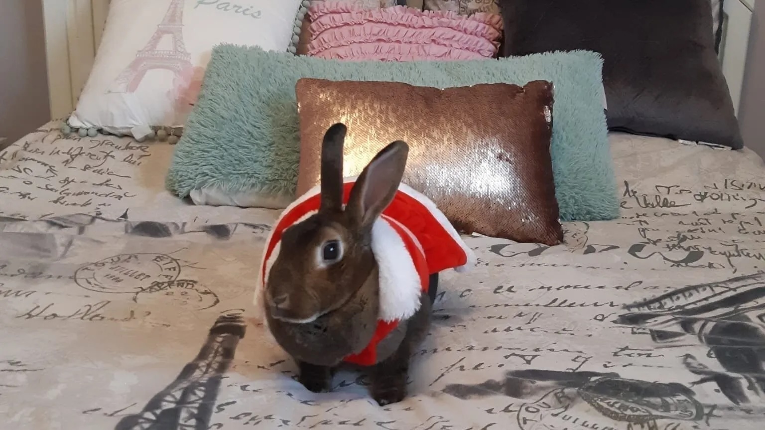 Rosie the Rabbit's Tragic Flight: Air Canada's Policy Under Fire (2026)